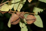 Combretum pisoniiflorum