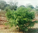 Cassia angolensis