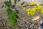 Cassia angolensis