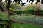 Terminalia catappa