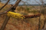 Elephantorrhiza goetzei