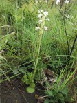 Satyrium kitimboense