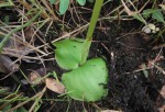 Satyrium kitimboense