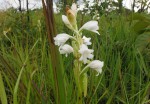 Satyrium kitimboense