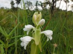 Satyrium kitimboense