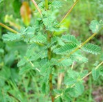 Aeschynomene glauca