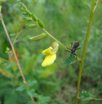 Aeschynomene glauca