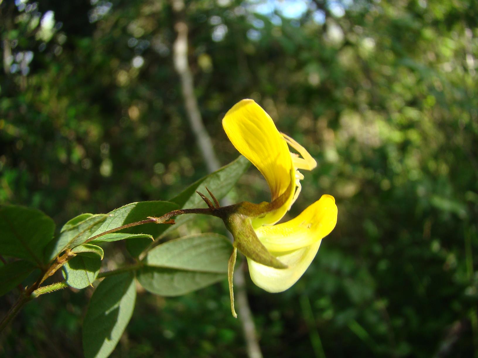 Crotalaria goetzei Crotalaria goetzei