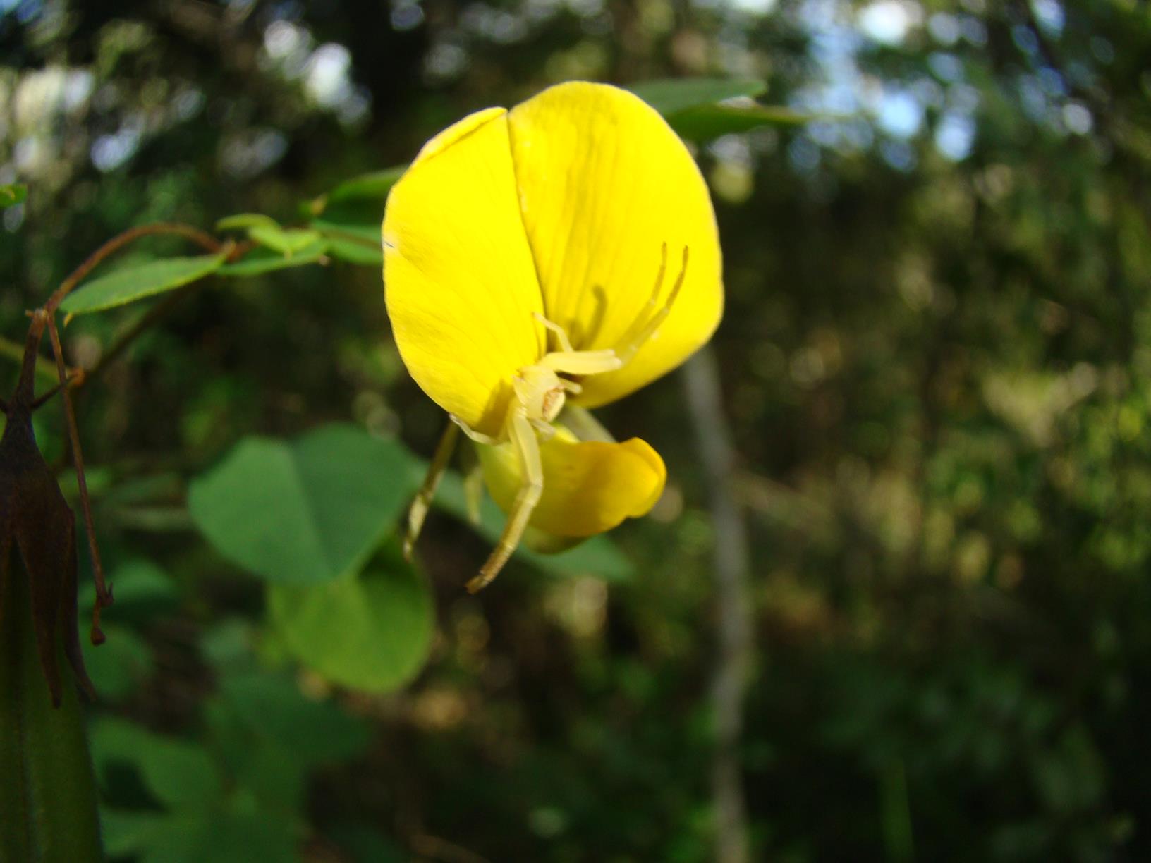 Crotalaria goetzei Crotalaria goetzei