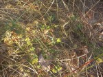 Crotalaria nigricans var. nigricans