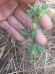 Crotalaria nigricans var. nigricans