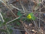 Crotalaria nigricans var. nigricans