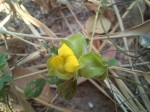 Crotalaria nigricans var. nigricans