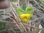 Crotalaria nigricans var. nigricans