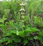 Rotheca aurantiaca