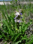 Rotheca aurantiaca