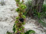 Rotheca aurantiaca