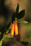 Halleria elliptica