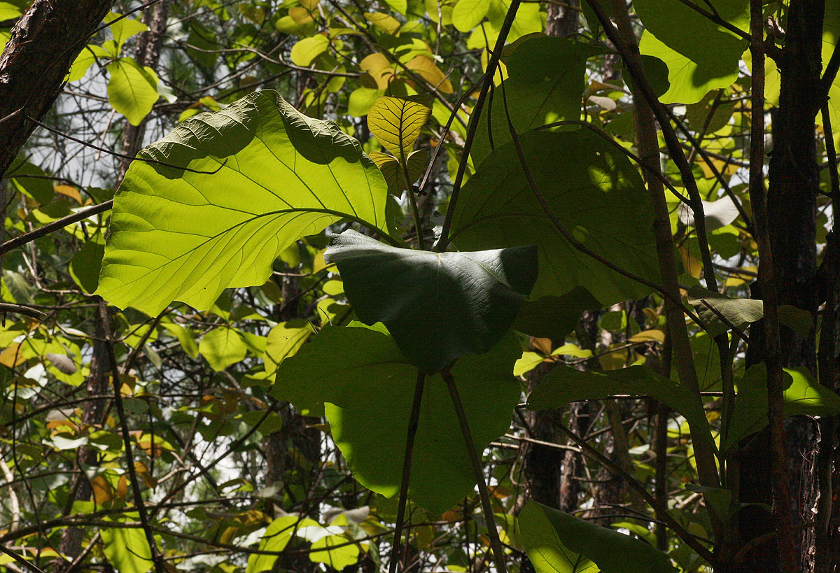 Tectona grandis