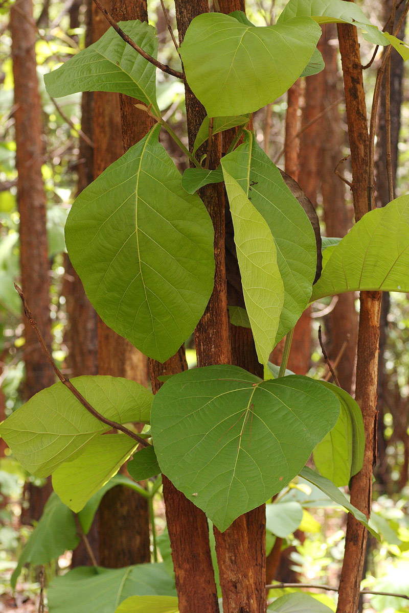 Tectona grandis