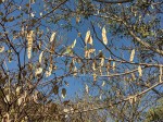 Albizia lebbeck