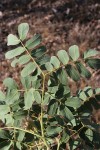 Albizia lebbeck