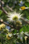 Albizia lebbeck