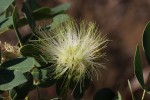 Albizia lebbeck