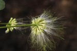 Albizia lebbeck