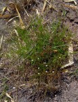 Oldenlandia herbacea