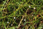 Oldenlandia herbacea