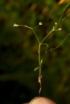 Oldenlandia herbacea