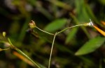 Oldenlandia herbacea