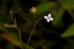 Oldenlandia herbacea