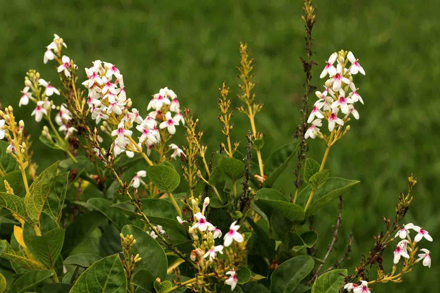 Pseuderanthemum carruthersii