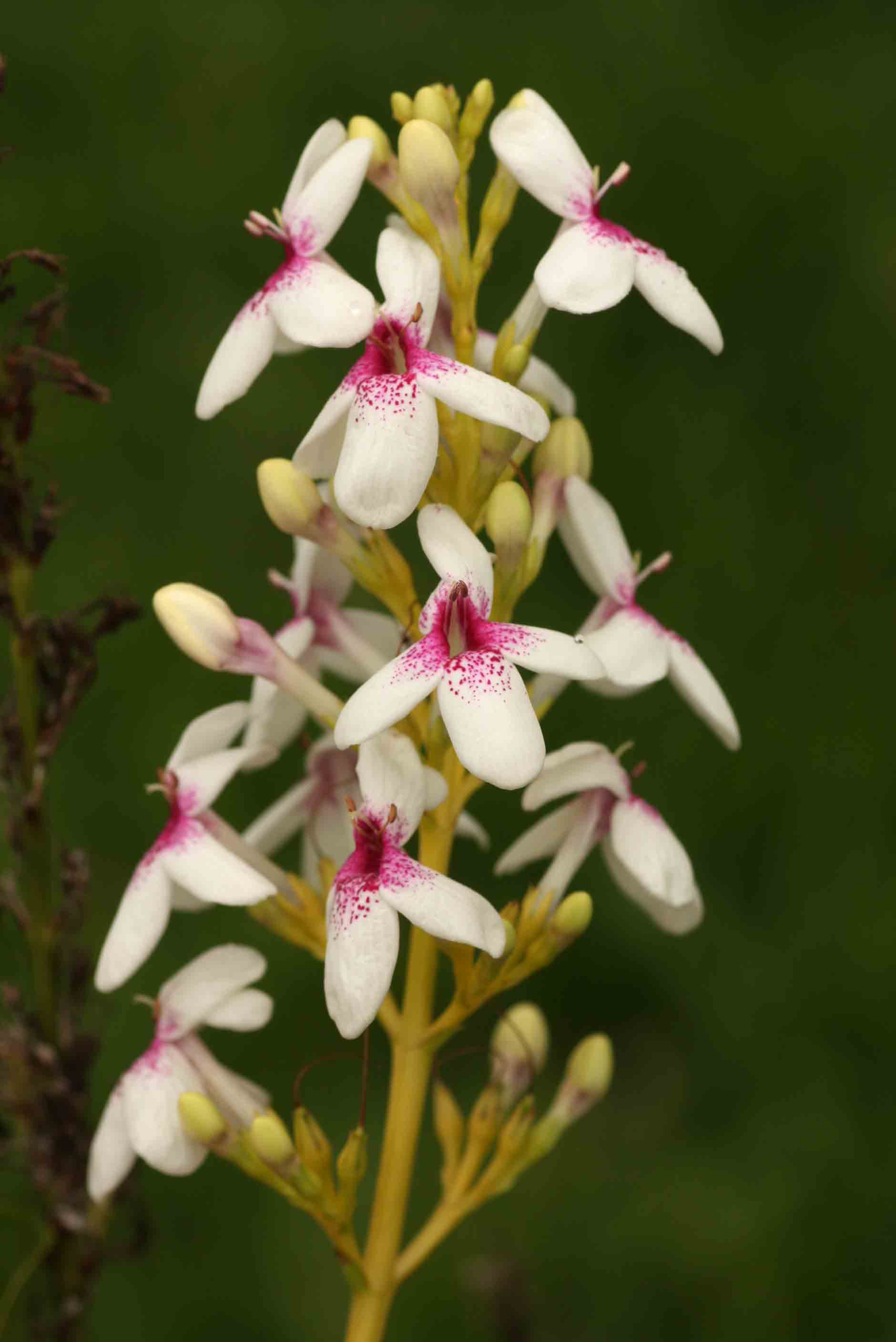 Pseuderanthemum carruthersii