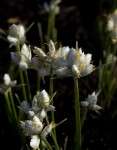 Cyperus nduru