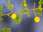 Acacia hockii