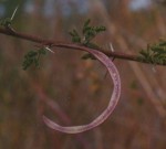 Acacia hockii