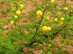 Acacia hockii