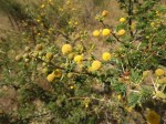 Acacia hockii