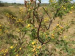 Acacia hockii