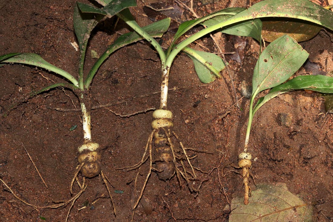 Kabuyea hostifolia Kabuyea hostifolia