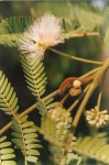 Albizia isenbergiana