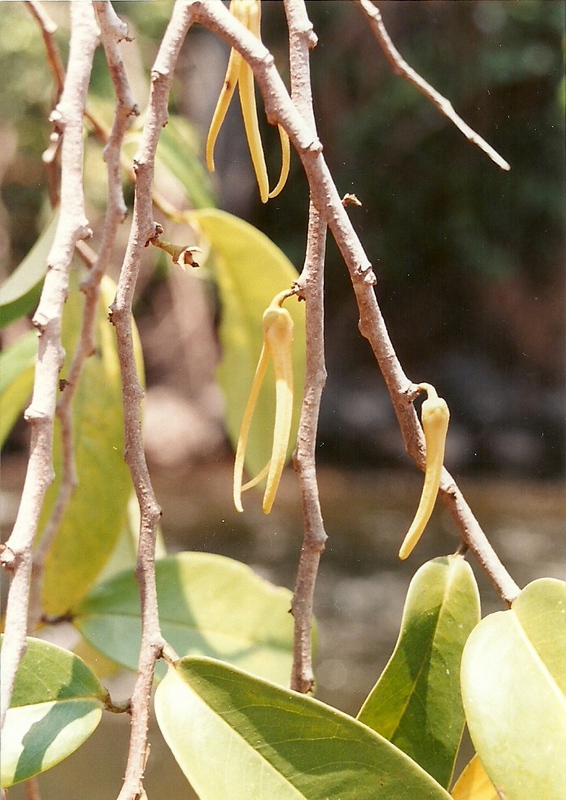 Xylopia rubescens