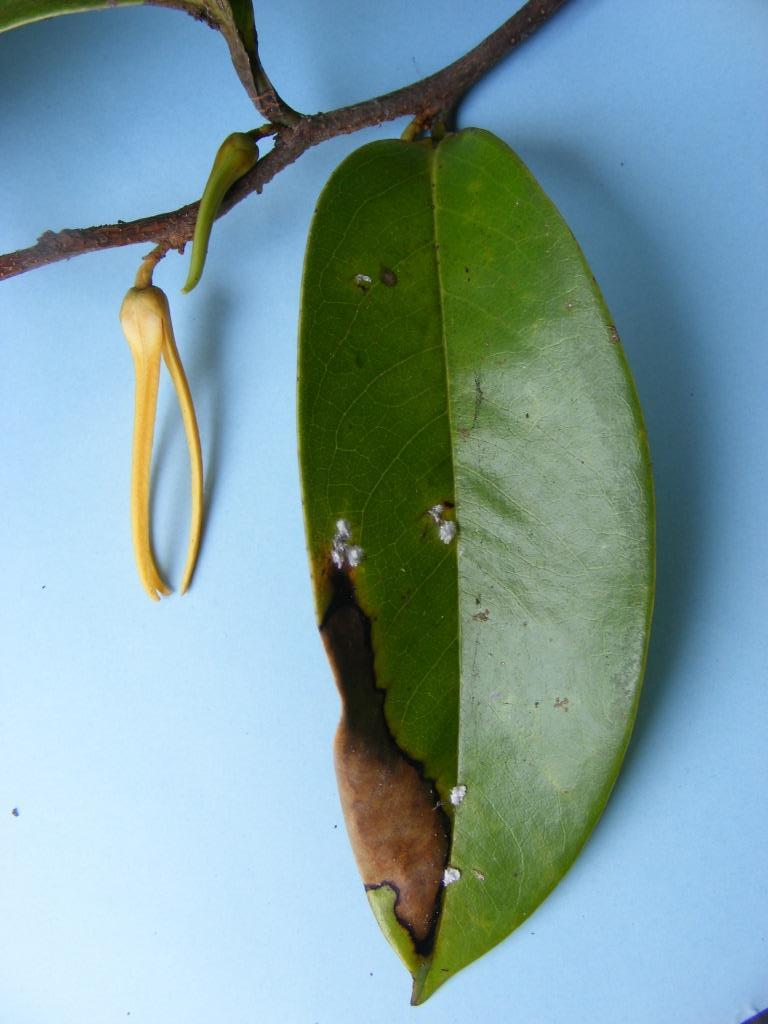 Xylopia rubescens