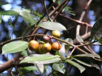 Garcinia smeathmannii