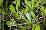 Gymnosporia arenicola