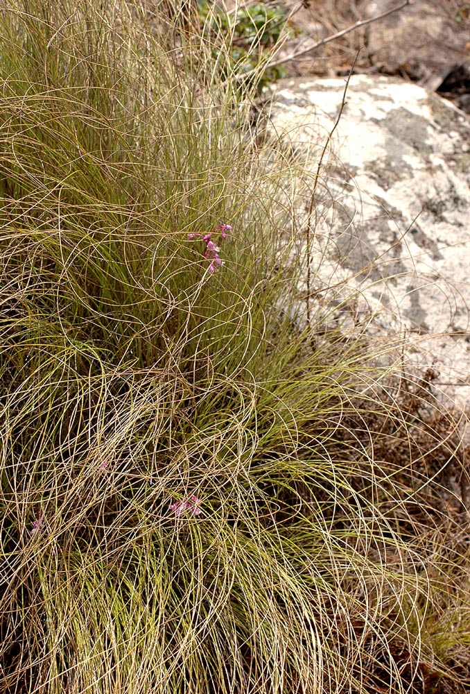 Polystachya songaniensis Polystachya songaniensis