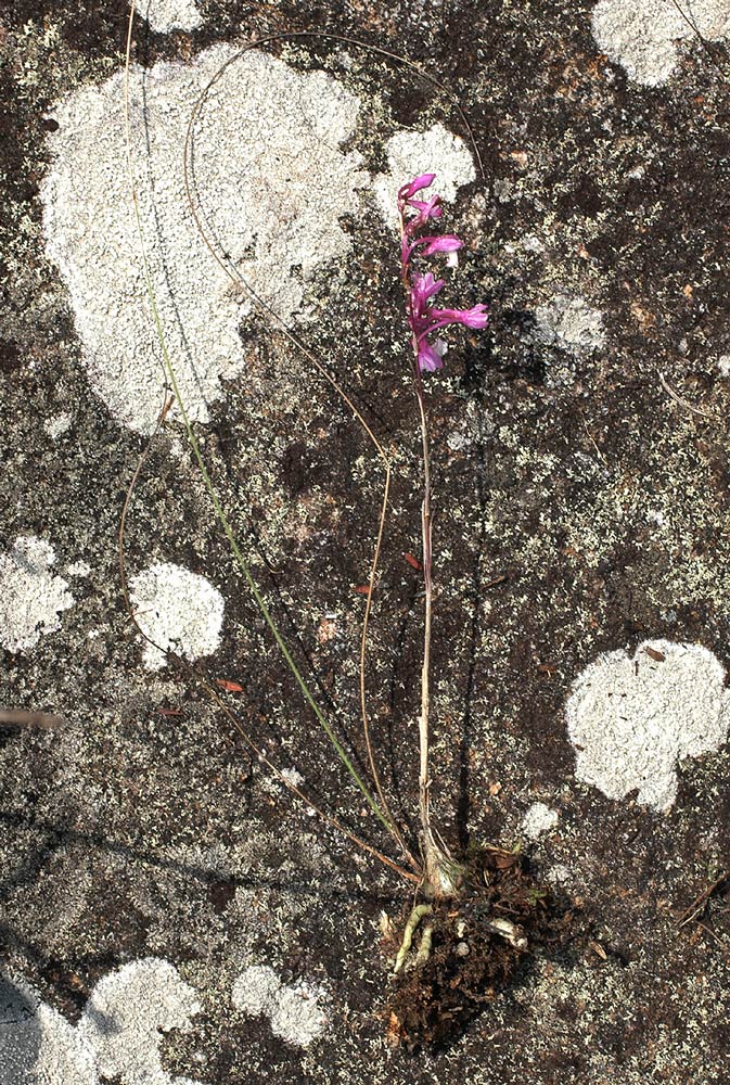 Polystachya songaniensis Polystachya songaniensis